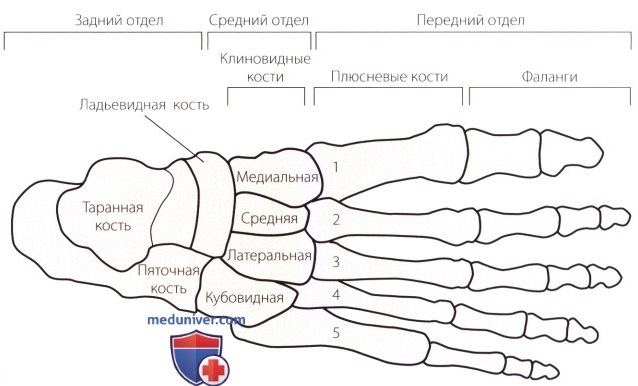 Голеностоп.jpg Голеностоп.jpg